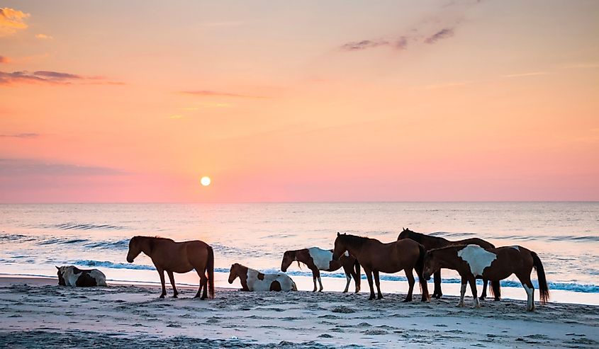 Wild horses on the beach of Assateague in the early morning.