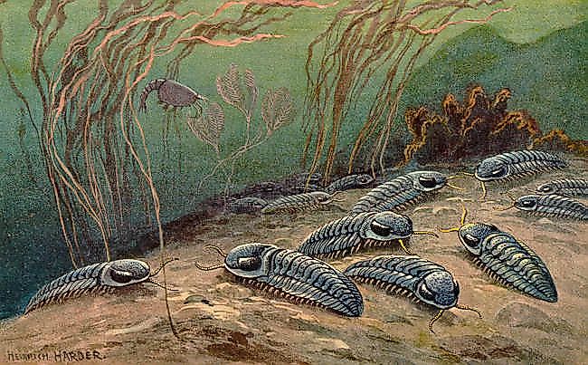 Trilobites, an example of life forms in the Paleozoic period. 