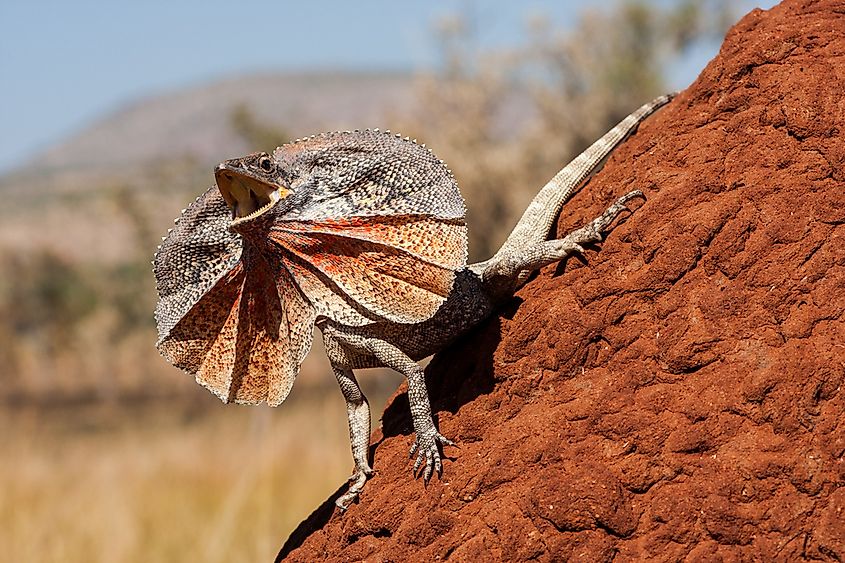 What Animals Live In The Australian Outback? - WorldAtlas What Animals Live In The Australian Outback? - WorldAtlas