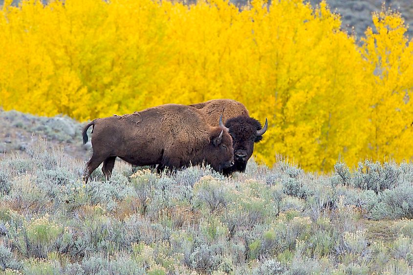 Adult male and adult female Bison, in Yellowstone National Park.
