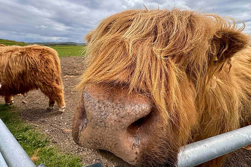 All that hair is for Scotland's harsh Highlands weather. Image credit Bryan Dearsley