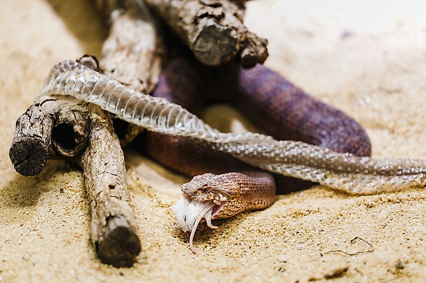 Australian common death adder or acanthophis antarcticus eating white rat. Via Shutterstock / frantic00.