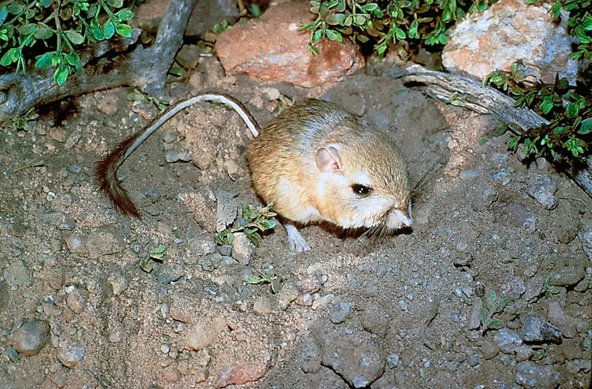 The giant kangaroo rat is facing habitat destruction. Image credit: wikimedia.org