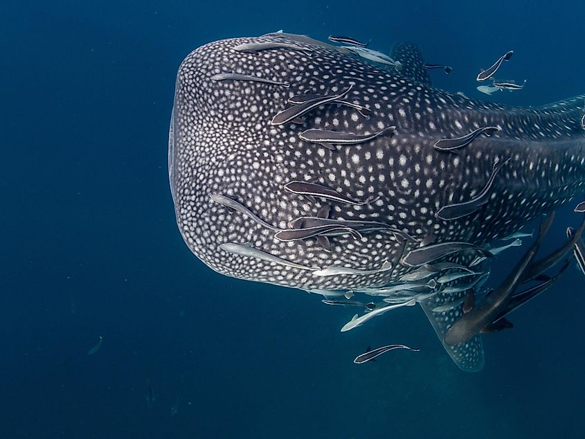 Whale shark with remora fish.