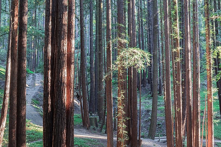 Felton, CA