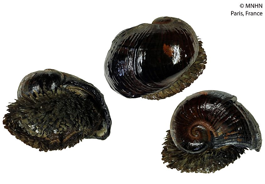 Preserved Specimen; Chrysomallon squamiferum. Editorial credit: By Marie Hennion - Museum national d'Histoire naturelle, CC BY 4.0, https://commons.wikimedia.org/w/index.php?curid=89802975