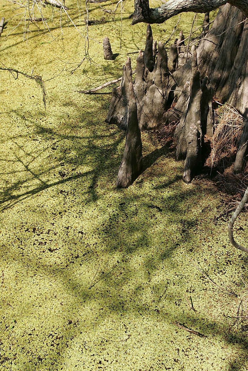 Bald cypress knees rising above duckweed-covered water in a Louisiana swamp.