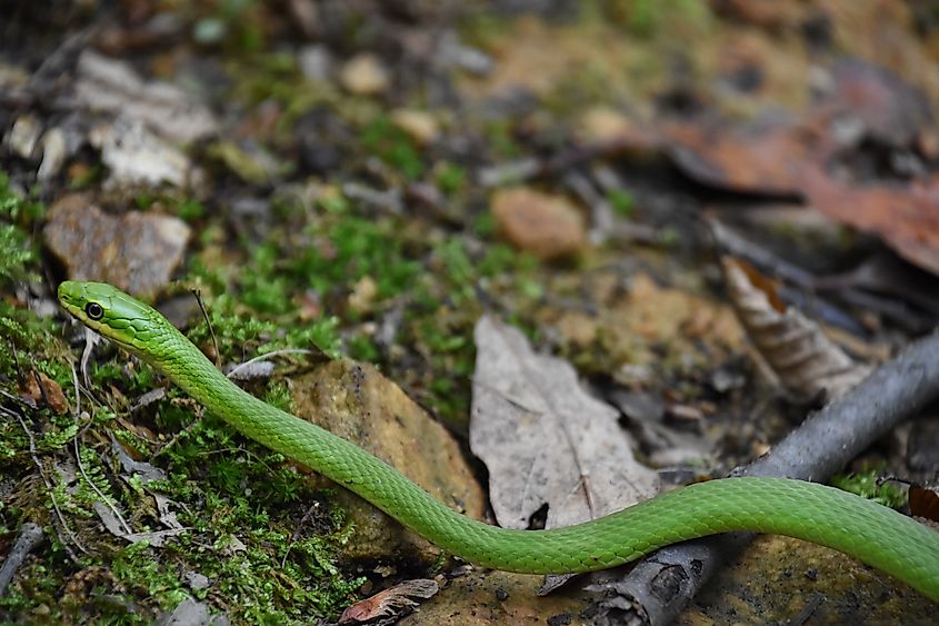 Smooth green snake (Opheodrys vernalis)