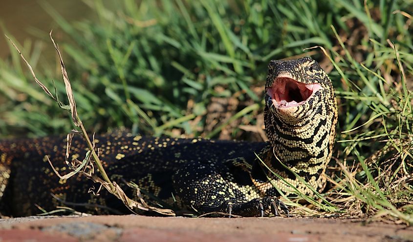Nile monitor in South Africa. Via Shutterstock / Photography Phor Phun