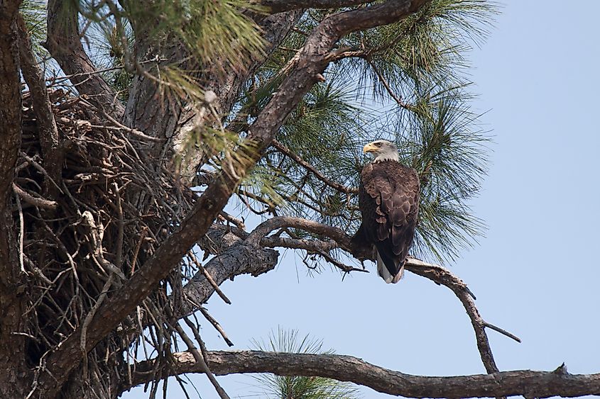 A bald eagle watches over its nest.