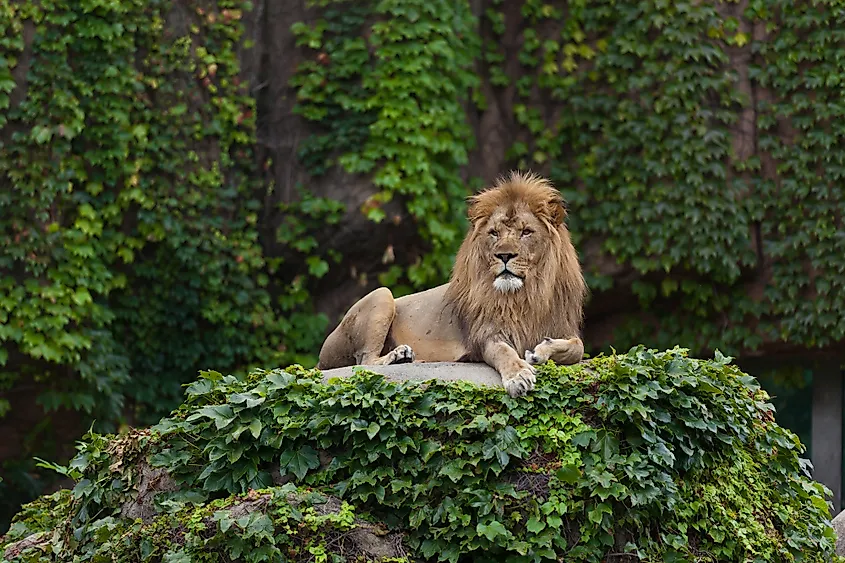 Lincoln Park zoo