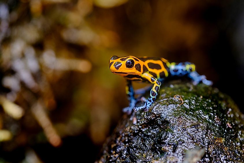 The Mimic Poison Frog is a species of poison dart frog found in the north-central region of Peru.