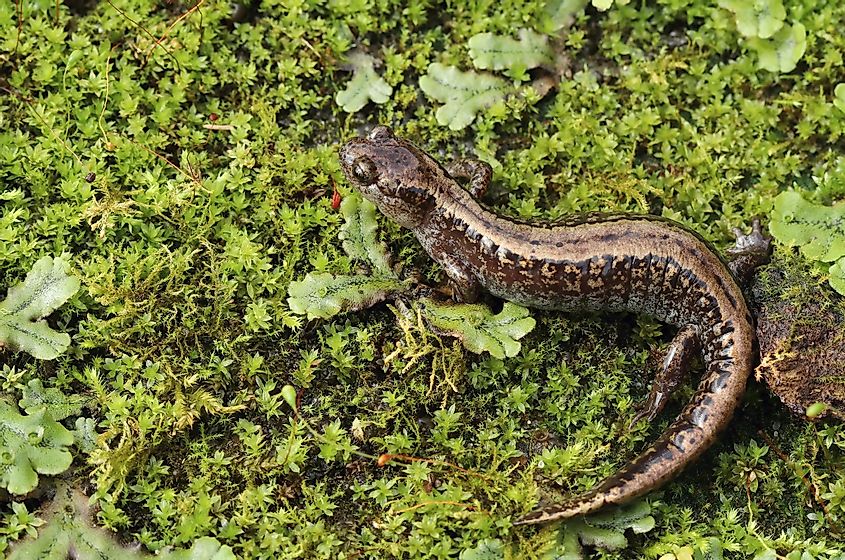 A rare Siberian salamander.