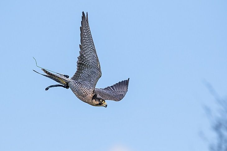 A peregrine falcon in mid-flight