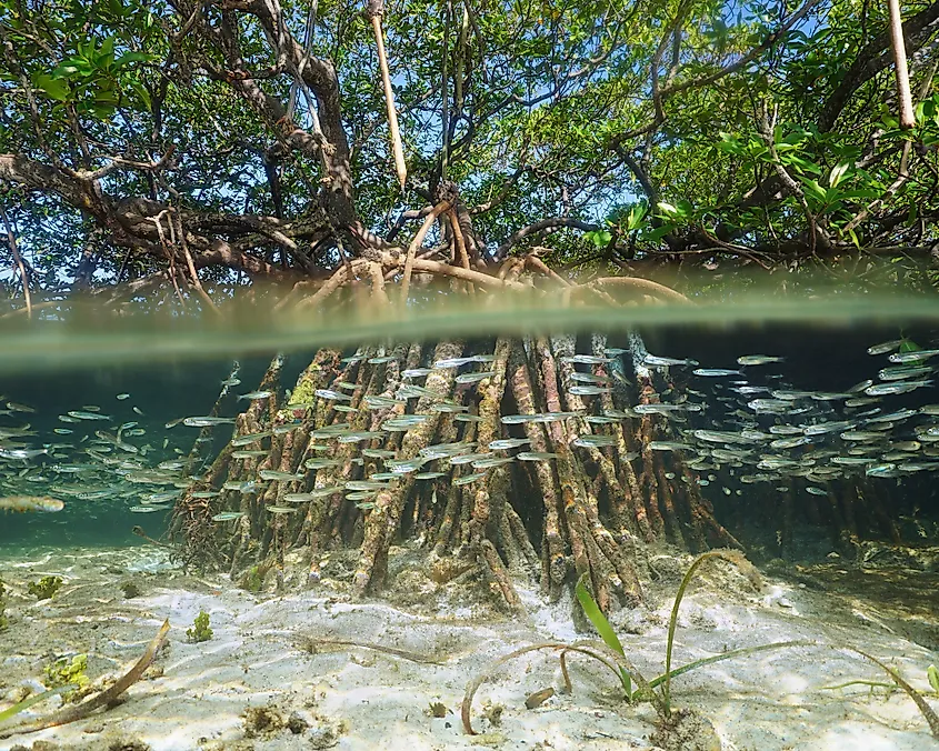 Mangroves fish