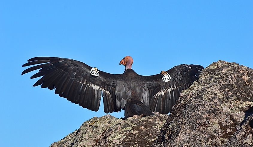 California Condor at Pinnacles National Park