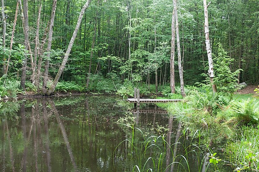 Springfield, Vermont Forest Pond With Wooden Dock Birch Trees Reflections