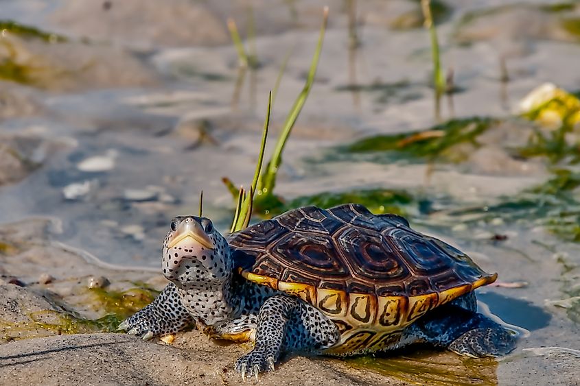 Diamondback Terrapin (Malaclemys terrapin)
