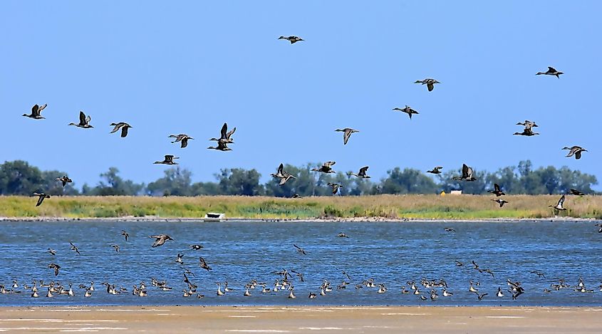 Northern pintail ducks in flight over Little Salt Marsh on a sunny day at Quivira National Wildlife Refuge near Stafford in South Central Kansas.