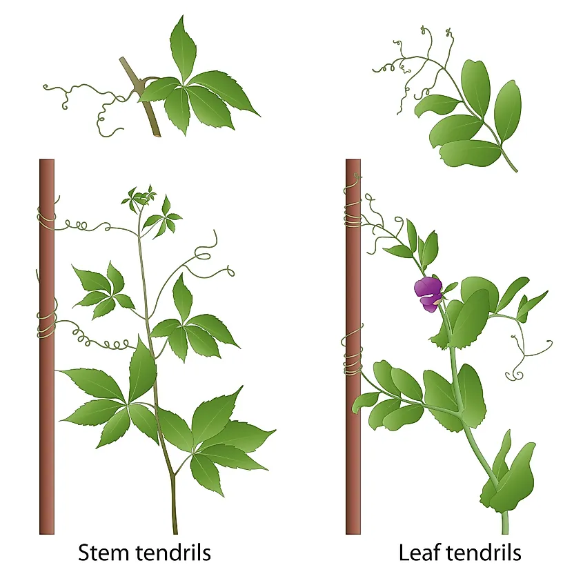 What Are The 5 Tropisms And The Plant's Response To Each? - WorldAtlas What Are The 5 Tropisms And The Plant's Response To Each? - WorldAtlas