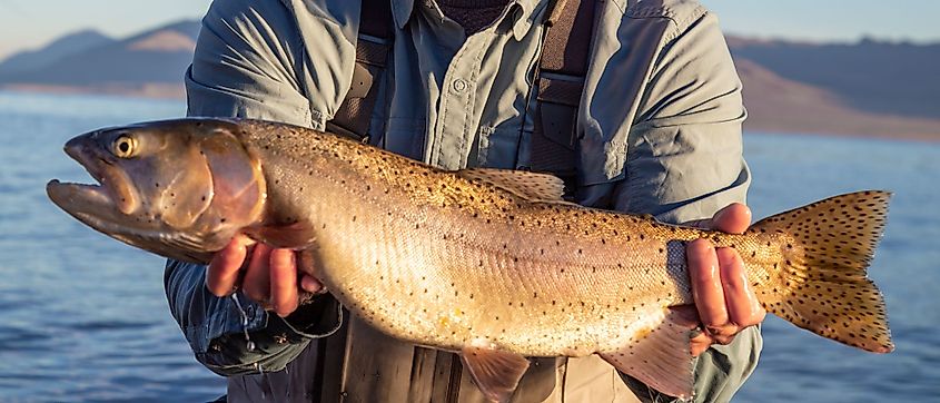 Big Lahontan cutthroat trout caught and released at Pyramid Lake near Reno, Nevada