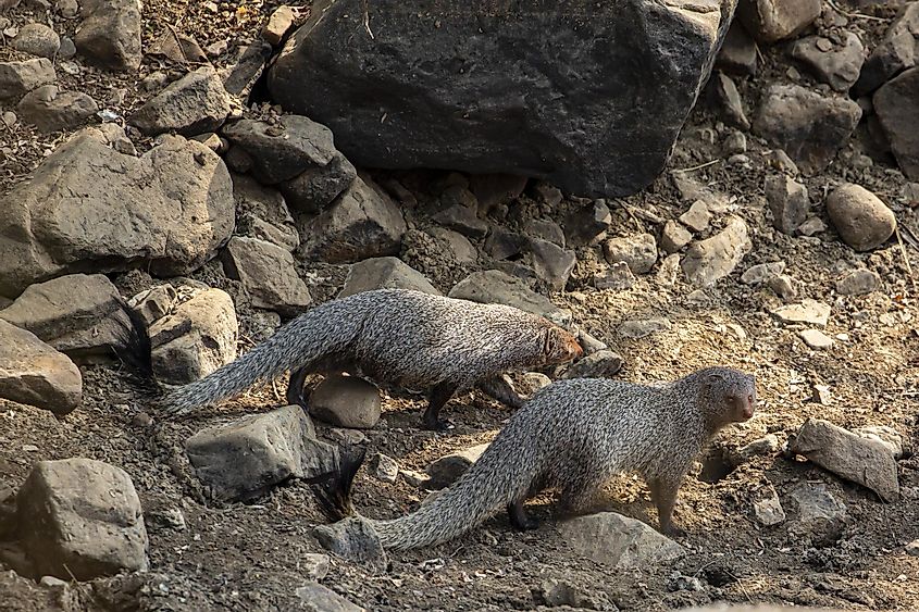 Indian mongoose in the Ranthambore National Park