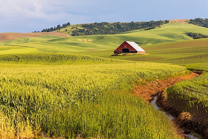 Wheat fields in Colton, Washington State. 