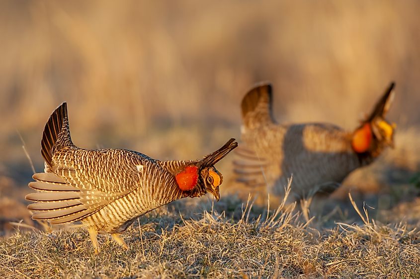 Lesser Prairie Chicken