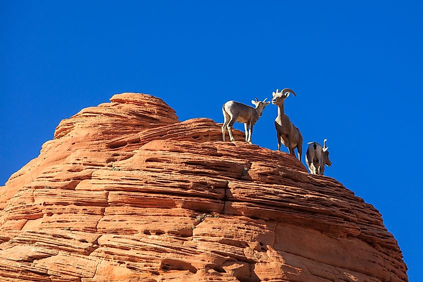Desert bighorn sheep in Zion National Park, Utah