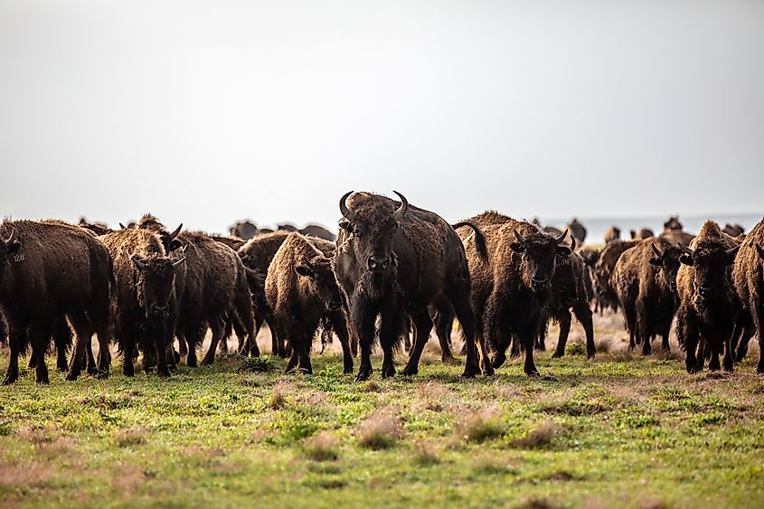 Herd of bison in the Flint Hills of Kansas
