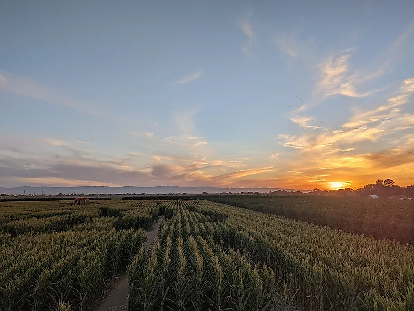 Beautiful cornfield in Lathrop, California.