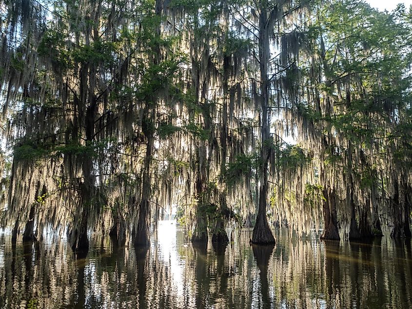 Backlit bald cypress trees in Lake Martin, a bayou swamp, near Breaux Bridge, Louisiana.