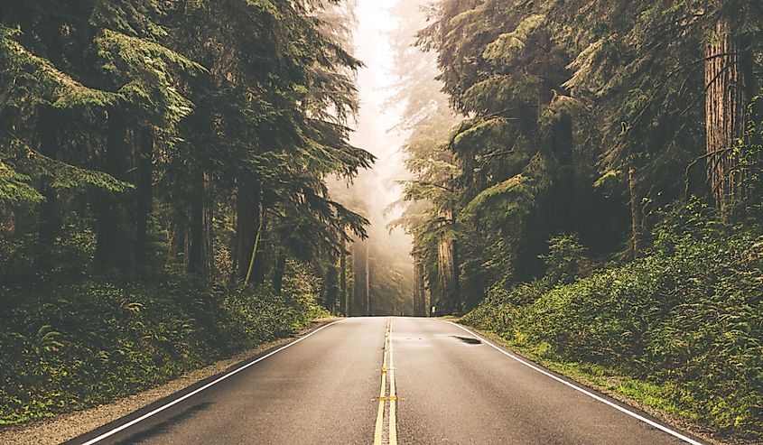 Foggy Straight Redwood Highway in Northern California, United States