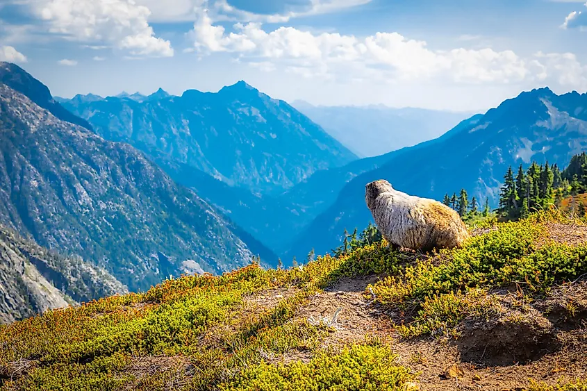 A marmot on rocks at North Cascades National Park, Washington.