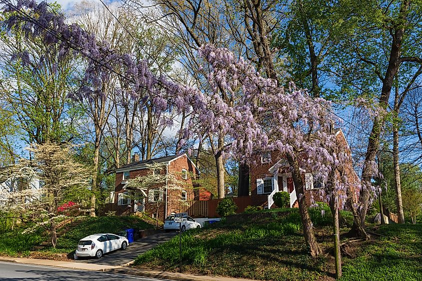 ARLINGTON, VIRGINIA: A magnificent wisteria