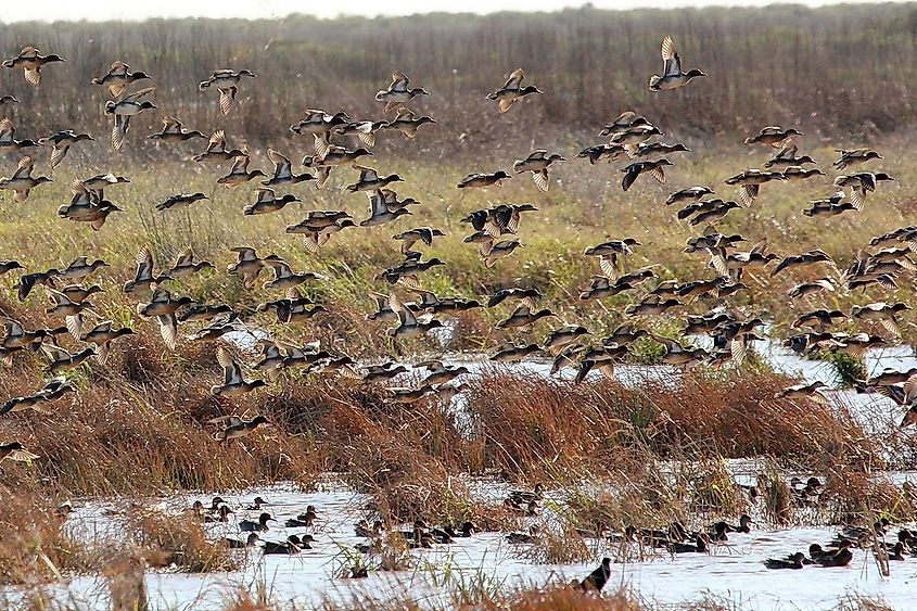 A flock of green-winged teal at Jocelyn Nungaray NWR