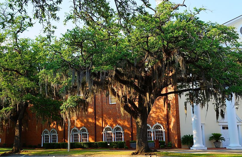 Old Southern Buildings Shrouded by old oak trees in Thomasville Georgia