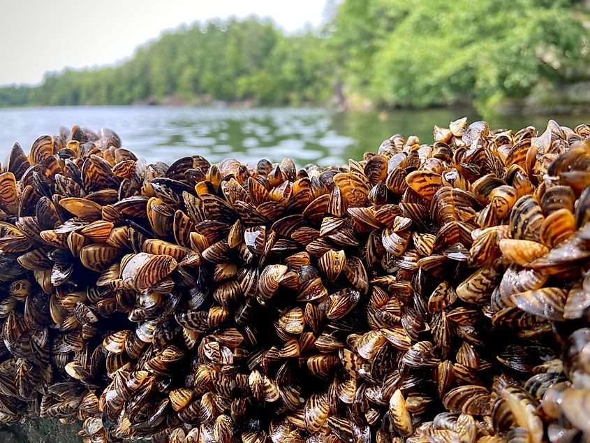 A dense collection of zebra mussels near water.