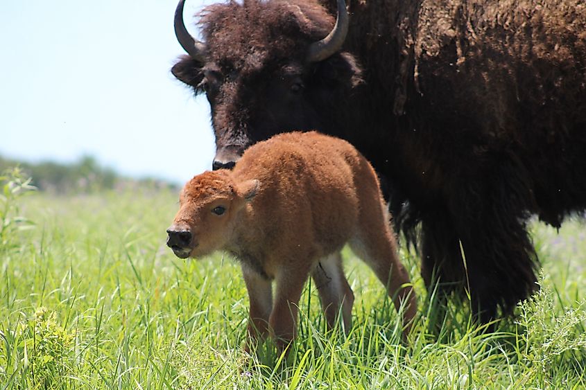 An American bison with calf in the H. Williams Tallgrass Prairie Preserve.