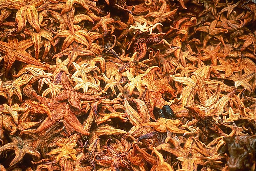 A Northern Pacific sea star on the seafloor