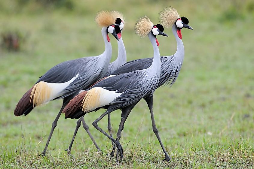 Four Grey Crowned-Cranes in Serengeti National Park