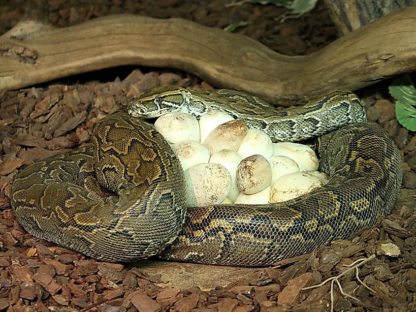 Female African rock python (Python sebae) brooding eggs at Tropicario, the Tropical Animal House, in Helsinki, Finland.