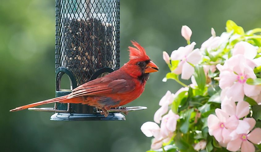 Male Northern Cardinal by a Bird Feeder