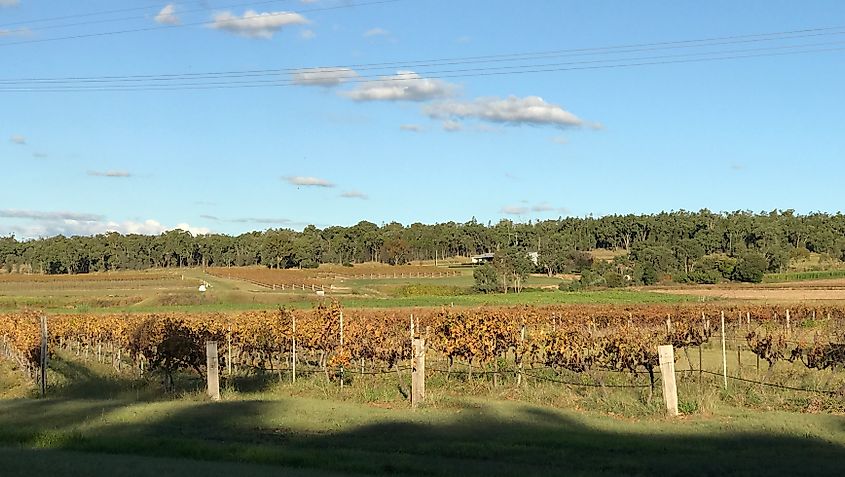 Vineyards in Ballandean, Queensland.