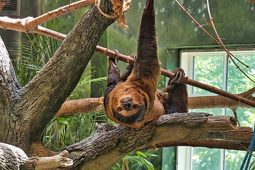 Sloth perching on a tree at the Kansas City Zoo in KC Missouri MO KCMO, Arnie the Sloth