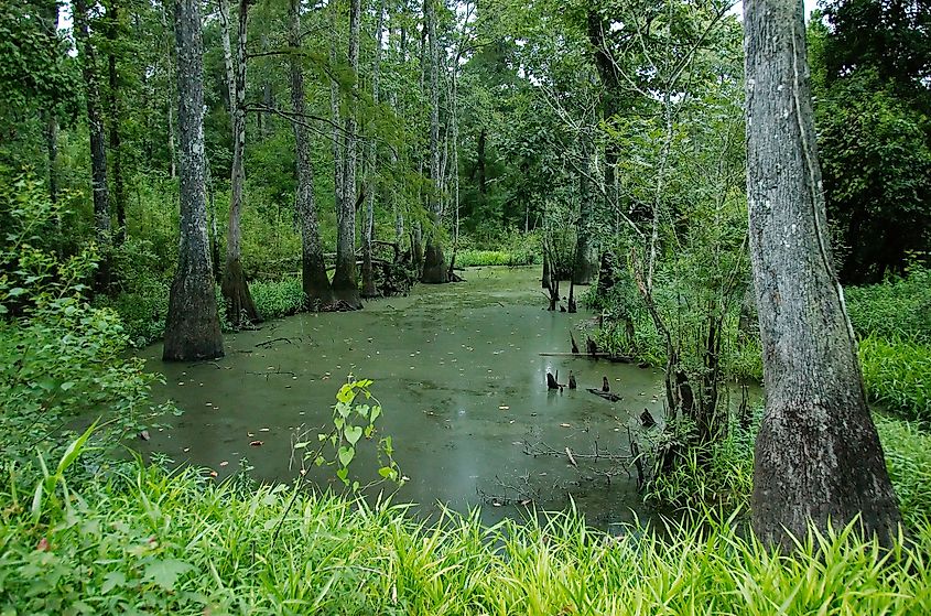 A swamp at Tickfaw State Park.