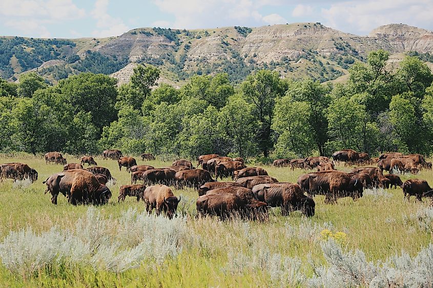 Theodore Roosevelt National Park, North Dakota (Danielson Photos / Shutterstock)