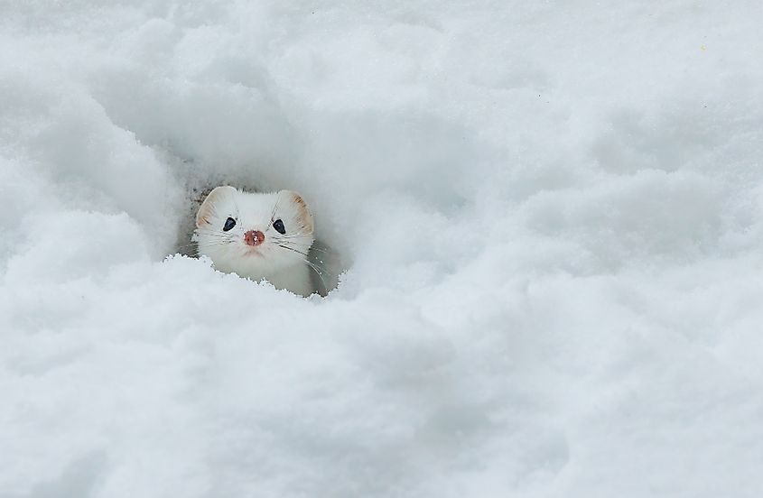 Short tailed weasel hiding in snow