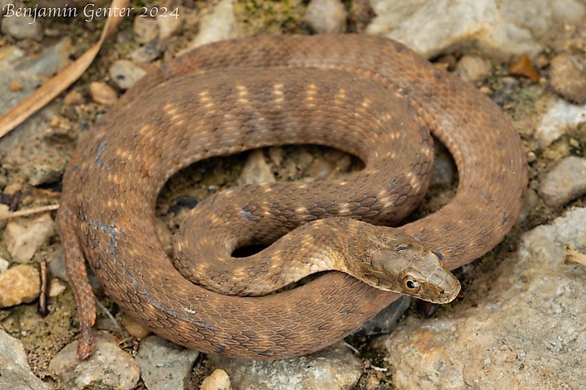 Brazos River Watersnake (Bgenter, CC0, via Wikimedia Commons)