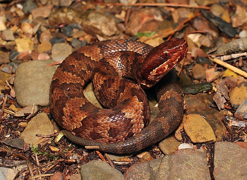 Juvenile cottonmouth found near an Oklahoma creek.